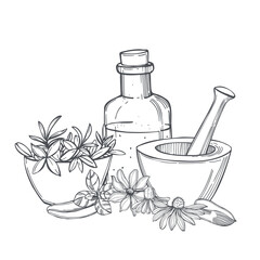 Medicinal herbs. Sketch  illustration.