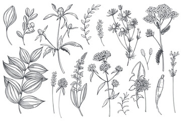 Hand drawn medicinal herbs.Vector sketch  illustMedicinal herbs.  Sketch  illustration.ration.