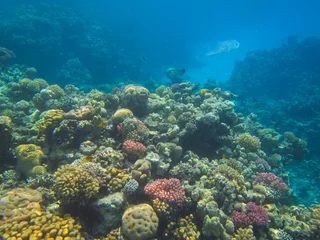 Foto op Aluminium Underwater photography of the Red Sea reefs in South Sinai © Iryna
