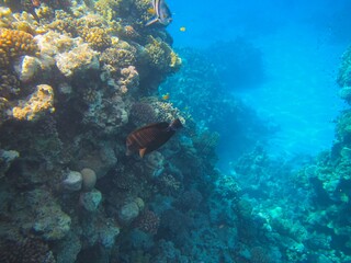 Underwater photography of the Red Sea reefs in South Sinai