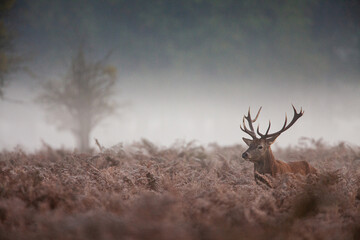 Red deer stag walking through the morning mist in London 