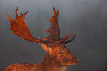 Fallow Deer stag in the early morning light in London