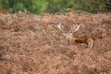 Red deer stag standing in the dead bracken in London's parks in the UK