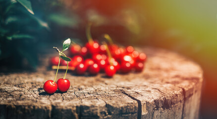Ripe red cherry lying on tree stump in the sun