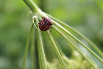 Käfer krabbelt auf Wiesenbärenklau © Iris