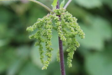 Brennesselfruchtstand pure Schönheit 