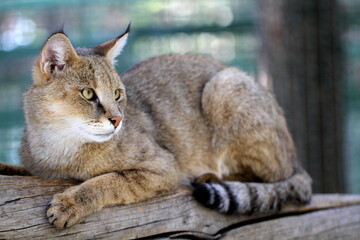 Fototapeta na wymiar A wildcat lying on a piece of wood and staring to one side. Wildcat has two species. This is an African wildcat; is more faintly striped, has short sandy-gray fur and a tapering tail.