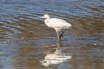 Little egret in Marismas del Odiel Natural Area, Huelva, Andalusia, Spain