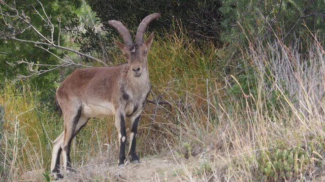 Wild male goat with horns, spanish ibex on seaside coastal cliffs, Maro Cerro Gordo natural park, Andalusia Spain. Slow motion
