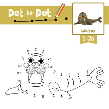Dot to dot educational game and Coloring book Walrus animal cartoon character vector illustration