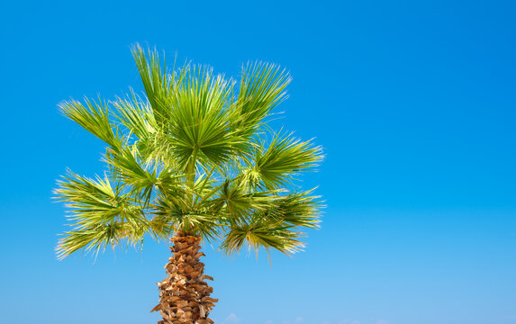 A palm tree against a blue sky. Picture for background and design. Fresh leaves on the tree.