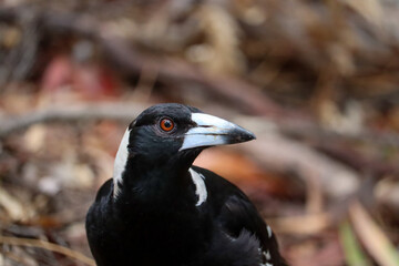 closeup of magpie. 