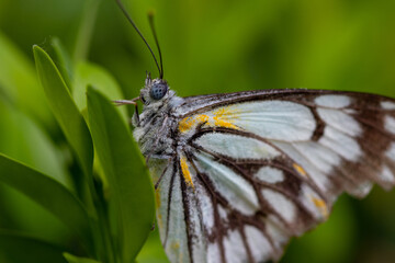 Closeup picture of a butterfly