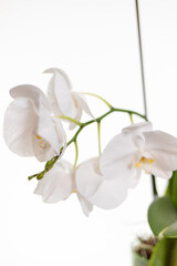 Naklejka na ściany i meble Orchids on a white background. White and purple
