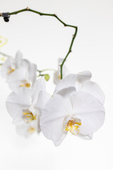 Orchids on a white background. White and purple