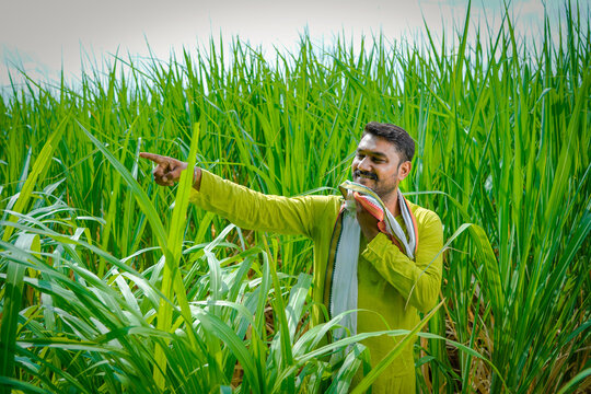 Indian Farmer Feeling Happy And Proud In Sugarcane Field