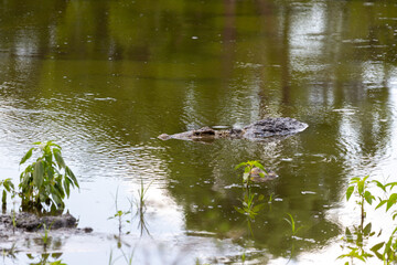 huge crocodiles on a crocodile farm close up