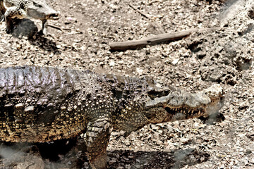 huge crocodiles on a crocodile farm close up