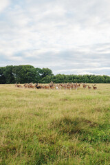 Fototapeta na wymiar Deer colony in Dyrehaven park