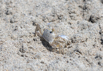 Small crab on the sand close up