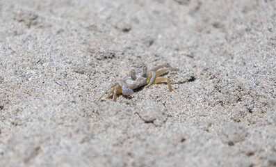 Small crab on the sand close up