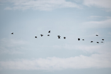 A flock of flying peewits, or northern lapwings, forming a curved line against the blue sky. Daylight, white clouds, summertime. Wildlife, birds in nature, outdoors, travel, migratory birds.