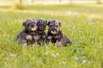 The Miniature Schnauzer puppies
