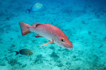red fish and water on santo island in vanuatu - obrazy, fototapety, plakaty