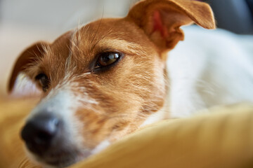 Sad tired dog in his bed. Sleeping Jack Russell terrier. Alone pet wait for his owner