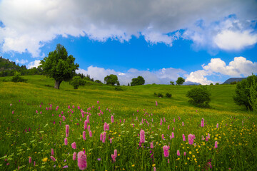 Fototapeta premium Summer flower meadow - floral background banner