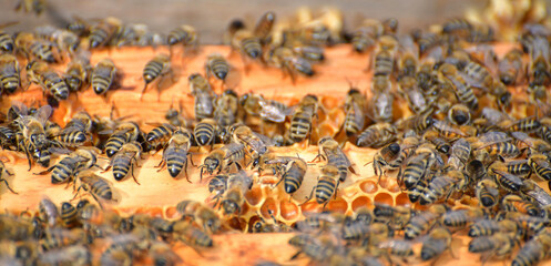 Bee