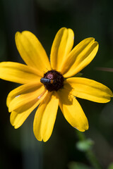 Black Eyed Susan with insect on it