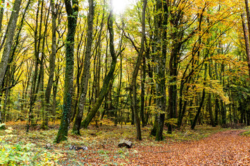 Obraz premium Path through fall forest covered with leaves