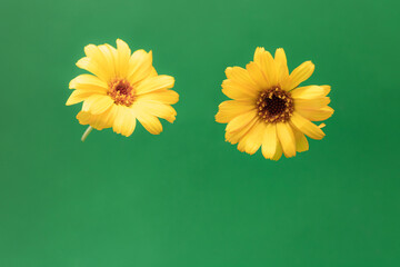 Calendula. Marigold flower  isolated on green background,yellow isolated flower
