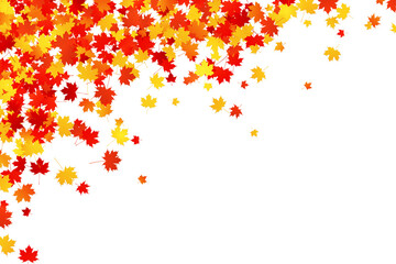 Scattering autumn maple leaves on white background. Vector
