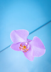 Pink orchid flower isolated on blue background.             Flowers and butterfly. Free space for text..