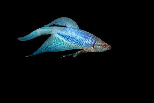 Blue Halfmoon Betta Fish Isolated On Black Background.