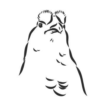 recommend clip art: black and white bird capercaillie capercaillie bird vector sketch