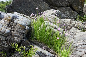 Fototapeta premium Mountain lava rock. Stone texture. Texture of mountain rock with grass and flower