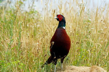 Male pheasant in a meadow