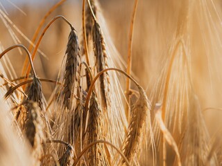 ears of wheat