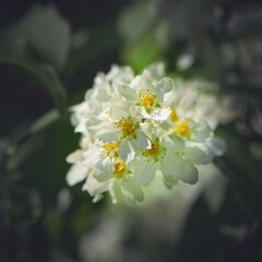 White summer bird-cherry flowers on a light green blurred background.