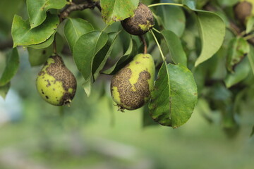 Ugly pear fruits close up. infection of a pear with a fungal disease venturia pirina

