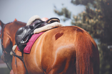 Rear view of a sorrel horse with the image of the heart symbol on the rump and with a leather...