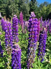 flowers in the garden