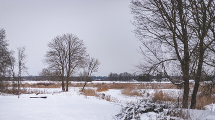 boring Latvian landscape in deep winter, many details, bare trees, pile of branches, snow covered river and meadow, dry yellow reeds, dull grey sky, forest in distance on horizon