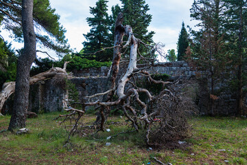 クロアチア　ドゥブロヴニクのスルジ山の山頂付近の折れた大木