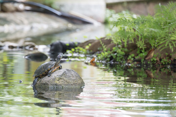 Turtles on a rock  in a rich natural swamp