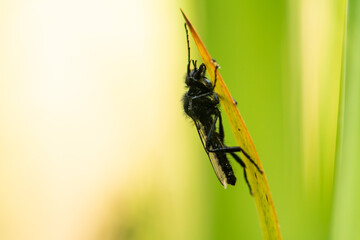Merkwürdiges Insekt (Fliege)
