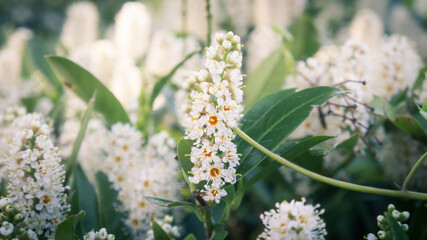 White flowers blossom in the garden.